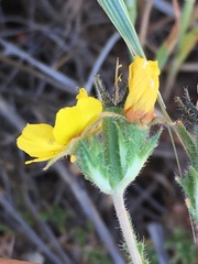 Mentzelia gracilenta