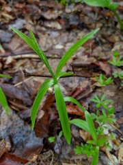 Lilium michiganense