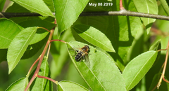 Helophilus eristaloidea