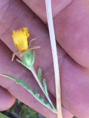 Mentzelia gracilenta