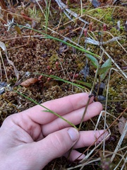 Carex chordorrhiza