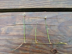 Carex chordorrhiza