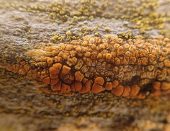 Caloplaca californica