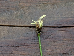 Carex chordorrhiza