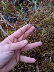 Carex chordorrhiza