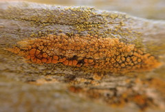 Caloplaca californica