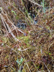 Carex chordorrhiza