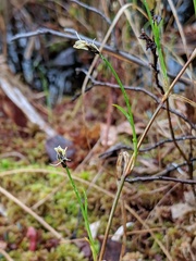 Carex chordorrhiza