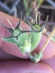 Mentzelia gracilenta