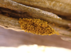 Xanthomendoza oregana