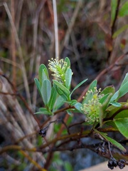 Salix pedicellaris