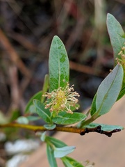 Salix pedicellaris