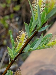 Salix pedicellaris