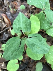 Trillium stamineum