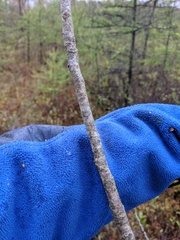 Toxicodendron vernix