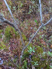 Toxicodendron vernix