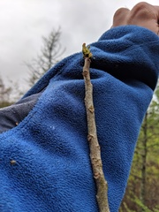 Toxicodendron vernix