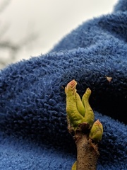 Toxicodendron vernix