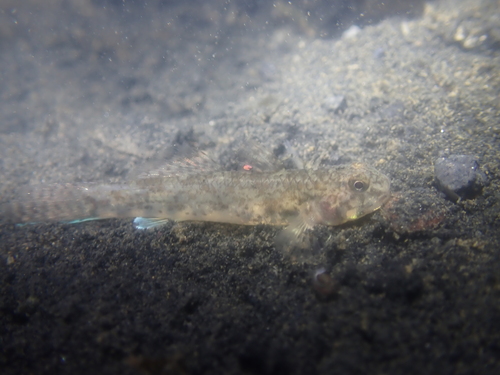 Java goby (Pseudogobius javanicus) — Gobiidae — 4