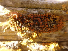 Caloplaca californica