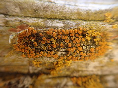 Caloplaca californica