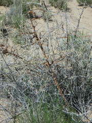 Ceroplastes irregularis