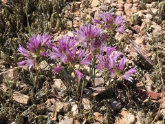 Allium fimbriatum