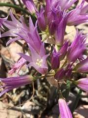 Allium fimbriatum