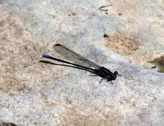 Argia immunda