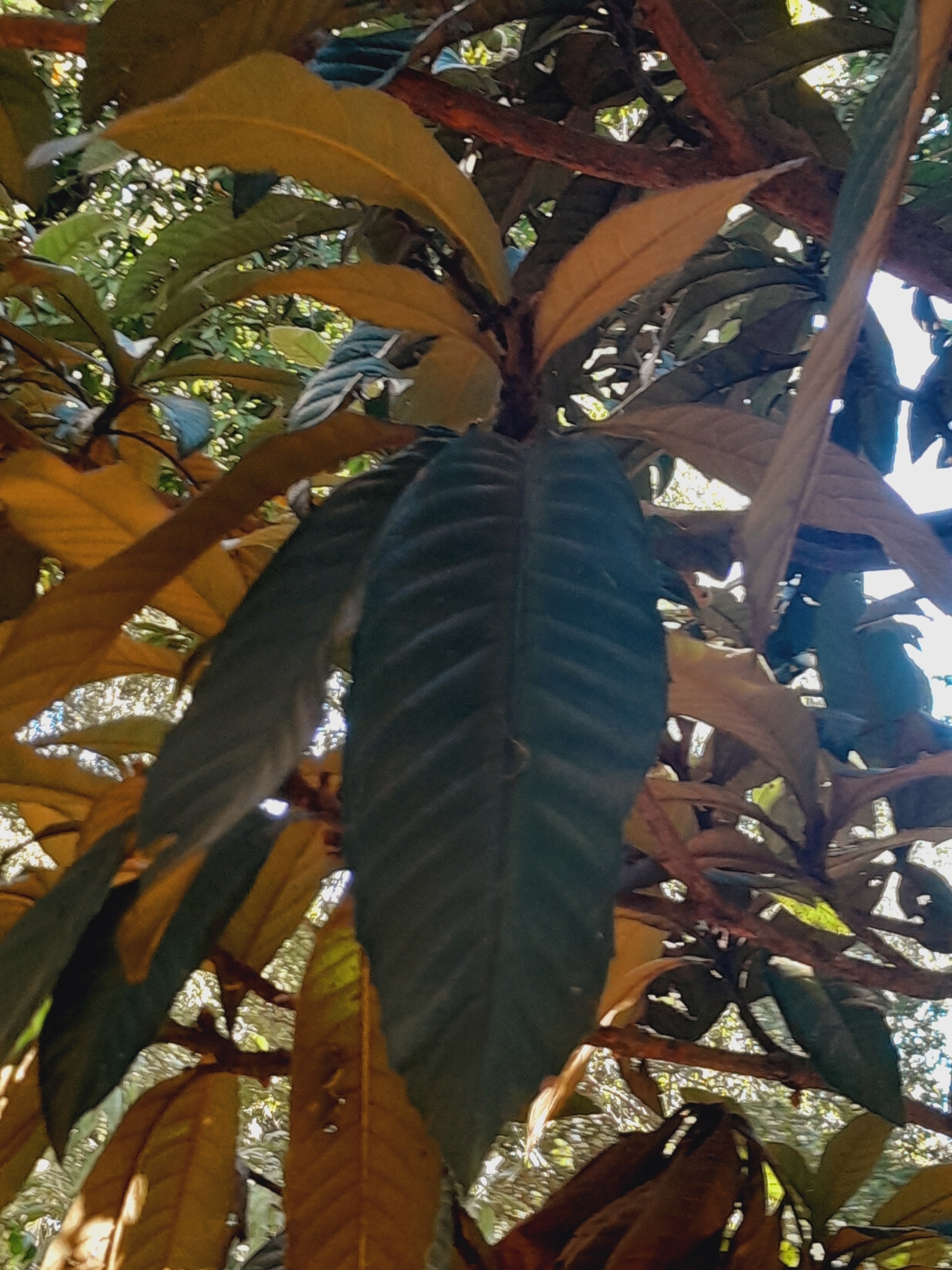 Eriobotrya japonica