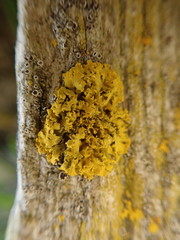 Xanthomendoza oregana