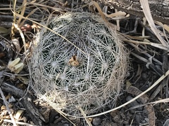 Coryphantha delicata