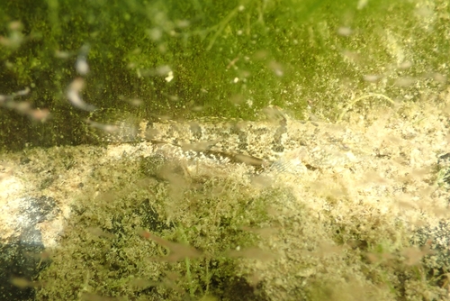 Western Tubenose Goby, Tienhoven, SpaSereen, 3612 AD Maarssen, Nederland, photo 4 of 10