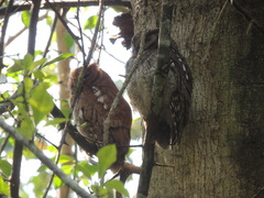 Megascops guatemalae