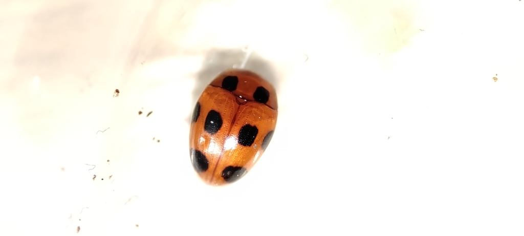 Tritoma octonotata