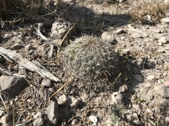Coryphantha delicata