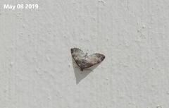 Chloroclystis excisa