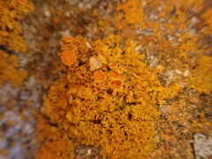 Xanthomendoza oregana