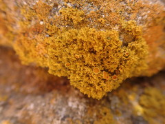 Xanthomendoza oregana