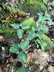 Trillium stamineum