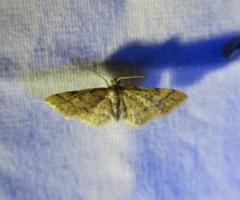 Idaea pervertipennis