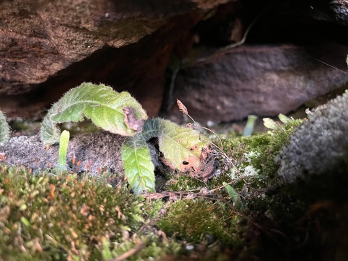 Streptocarpus latens, photograph 1