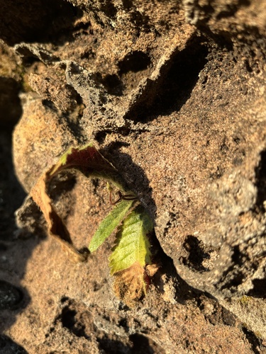 Streptocarpus latens, photograph 2