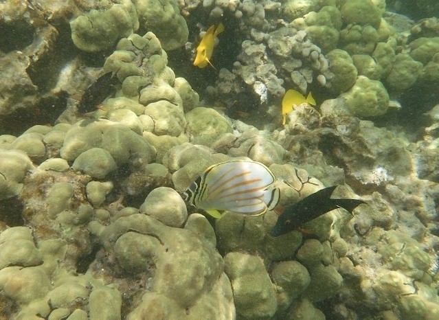 Clown Butterflyfish