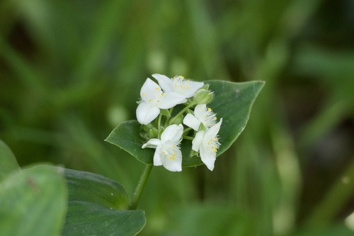 Succulent spiderwort (Tradescantia crassula)