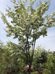 Chionanthus