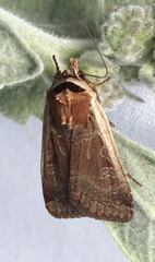 Parabagrotis