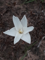 Zephyranthes chlorosolen