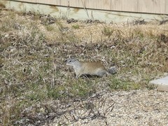 Poliocitellus franklinii