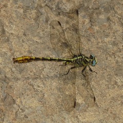 Phanogomphus militaris